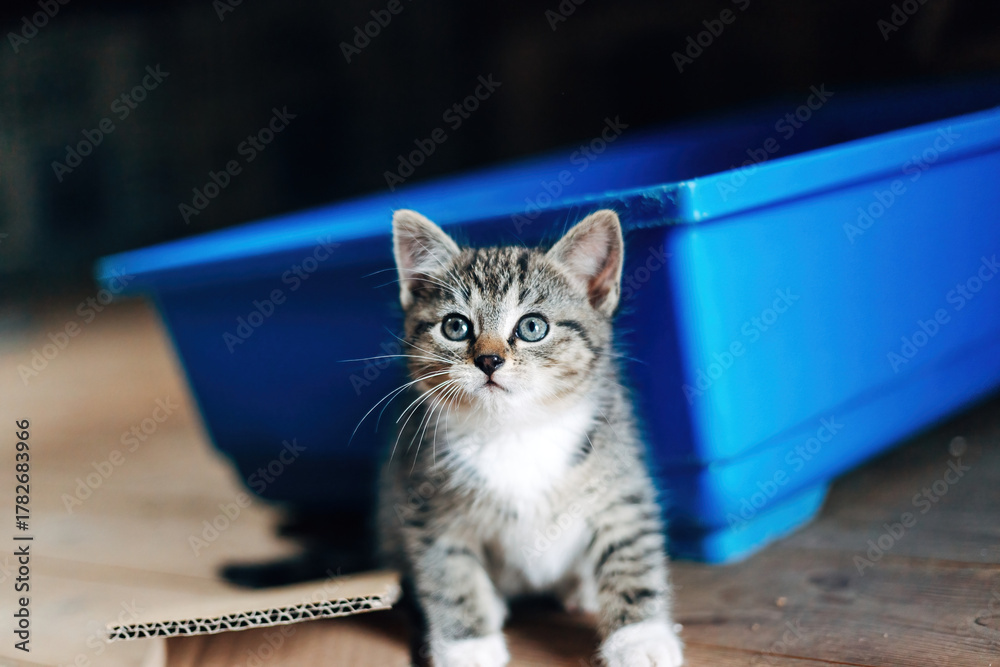 Obraz premium Gray Kitten Looking into the Camera