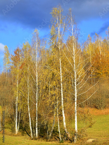 Betula pendula in autumn foliage. Ochre colours with golden tones under the blue sky. 