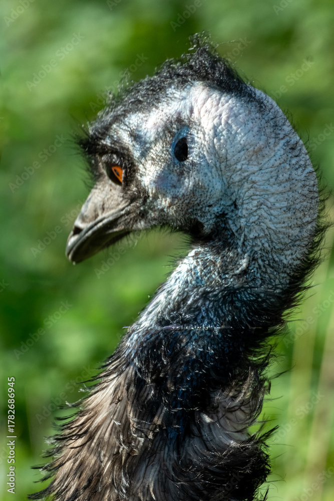 Fototapeta premium Emu bird head and neck close-up