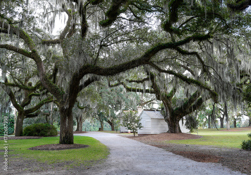 Obraz na płótnie Avenue of Oaks, McLeod Plantation