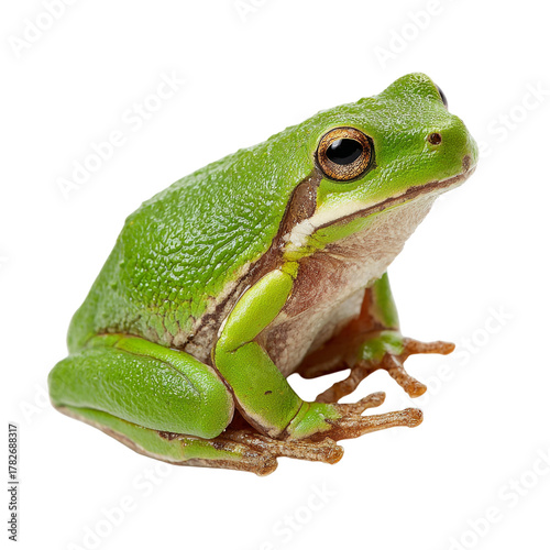 Green tree frog isolated on transparent background