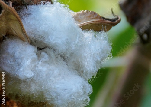 Obraz na płótnie Sea Island Cotton Boll Burst