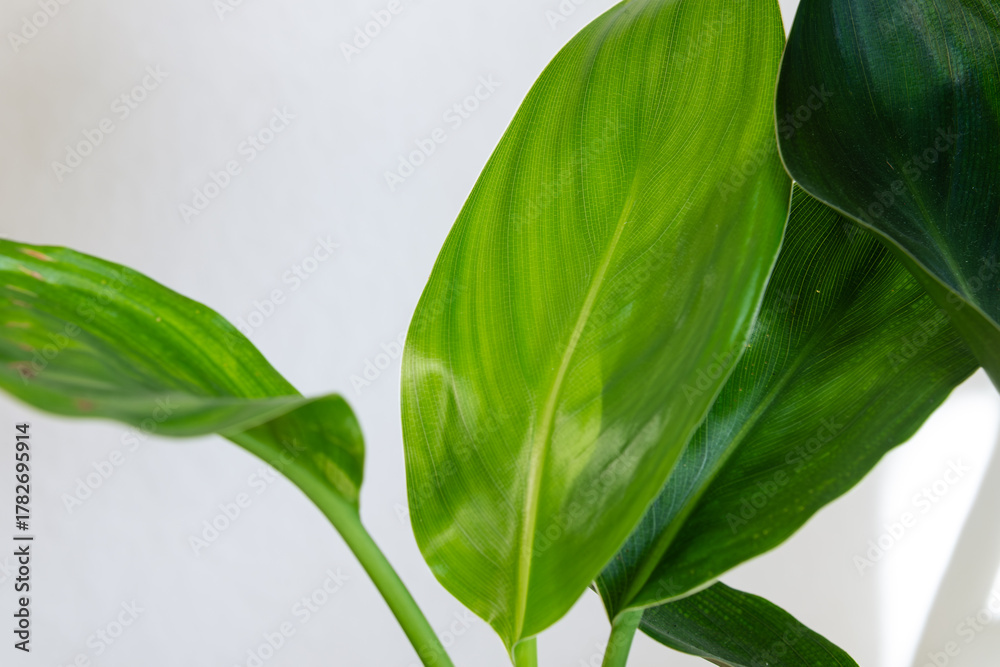 Obraz premium Close-up detail of healthy, glossy, and vibrant green houseplant leaves with prominent midribs and vertical veins against a soft, bright white background.