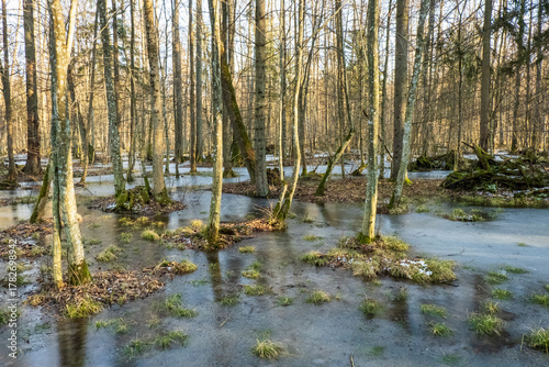 Foto Bogs in the Bialowieza Forest in their winter guise in Poland