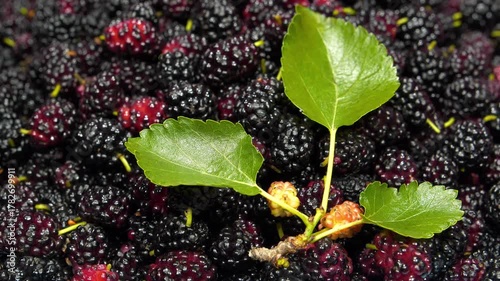 Mulberry berries. Mulberry - fruit tree whose fruits have many beneficial properties. Morus, genus of flowering plants in family Moraceae, consists of 19 species of trees commonly known as mulberries