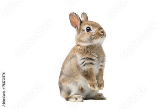 Young, fluffy light brown/grey Netherland Dwarf rabbit standing on hind legs, head tilted, curious dark eyes, bright white studio background, copy space, animal cuteness and innocence