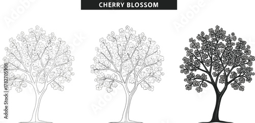 Cherry blossom tree illustration set showing growth stages, beautiful floral branches in line art and shaded blossom design