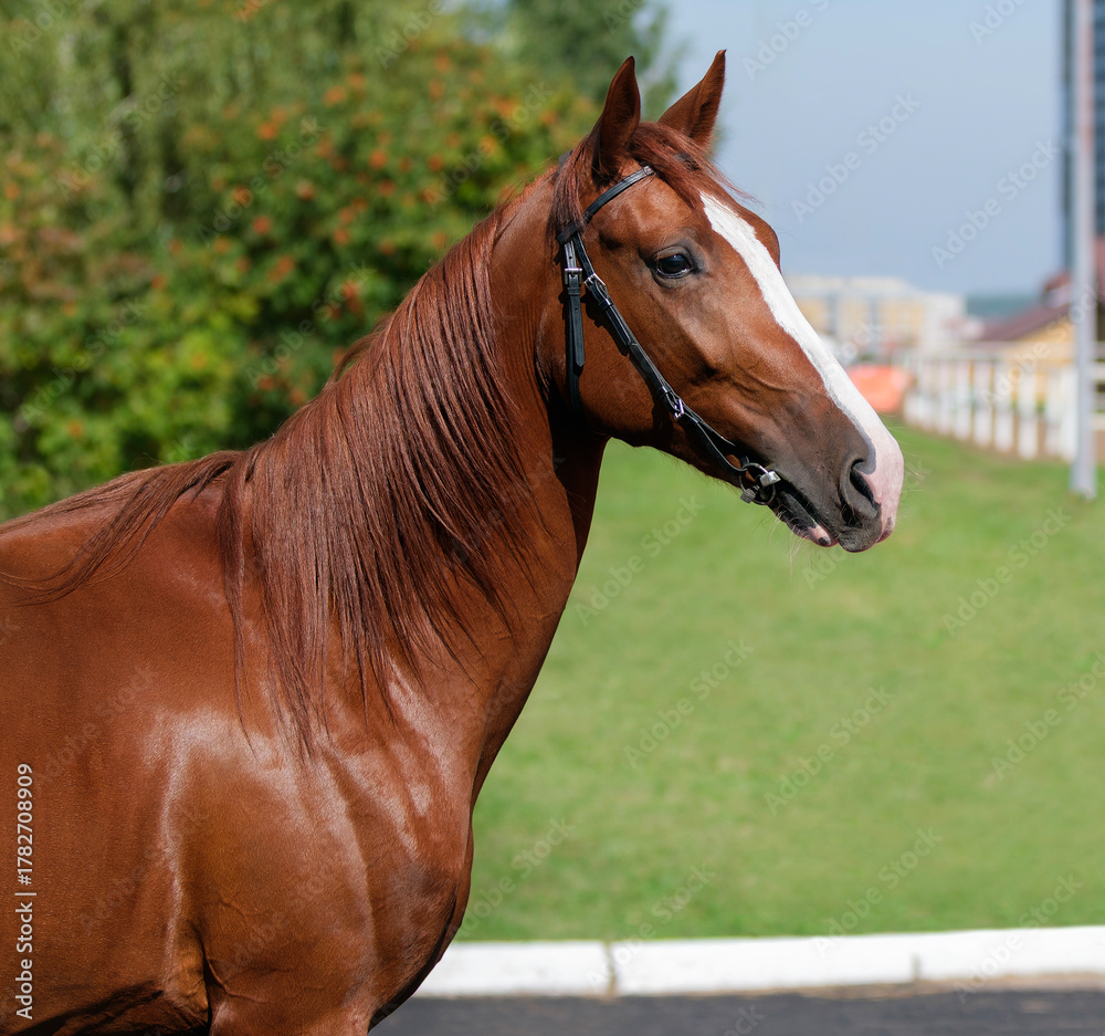 Obraz premium Horse. Portrait. Close-up. A thoroughbred horse of the Oryol Trotter breed. Harness racing. Trotting horse race