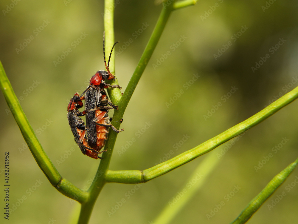 Fototapeta premium Copulation of beetles of firefighters. Reproduction of insects. Macro with blurry background. Pest control crop. Pollination of plants with flowers. Flora and fauna of the temperate region. Natural