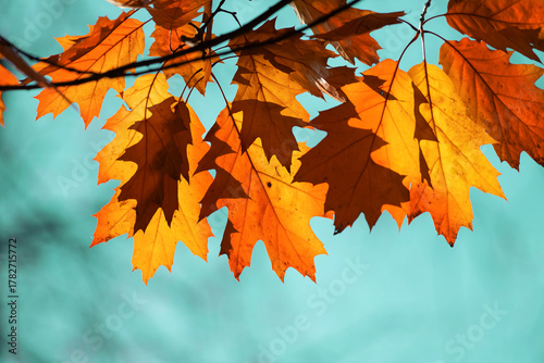 Vibrant autumn leaves form a bright canopy of orange on a clear turquoise sky...