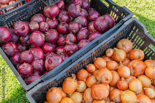 Close up of fresh vegetables on display at an outdoor farmers' market-supermarket including red and yellow onions.