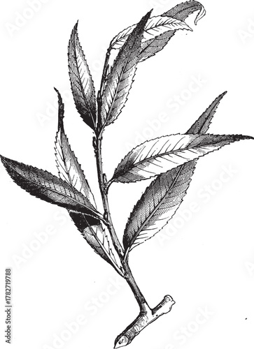 Foliage of the Huntingdon WIllow. Floral Tree Illustration in Black Ink