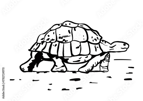 tortoise doodle vector illustration black and white sketch on white background