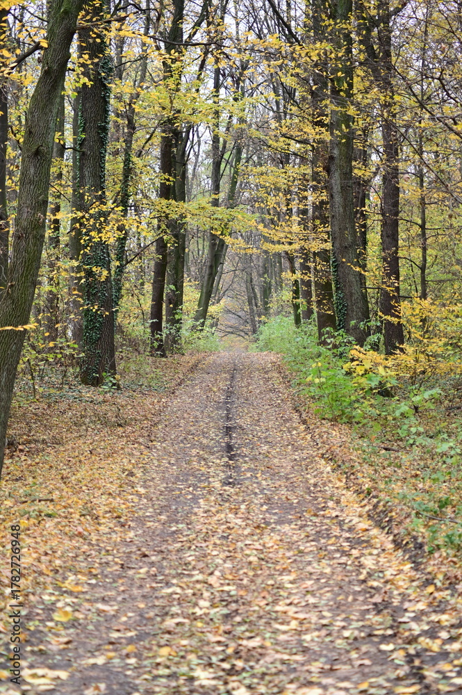 Fototapeta premium path in the woods