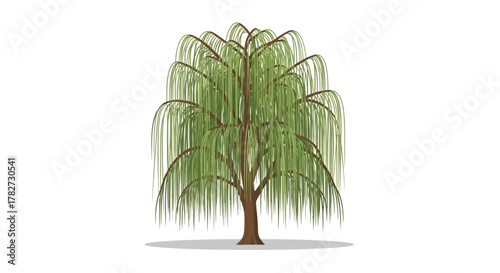 Weeping Willow Tree Illustration.