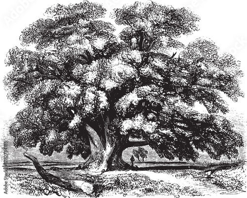 Detailed Botanical Tree Illustration Vector