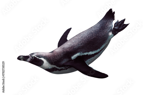 Fototapeta Naklejka Na Ścianę i Meble -  Swimming penguin underwater isolated on white background