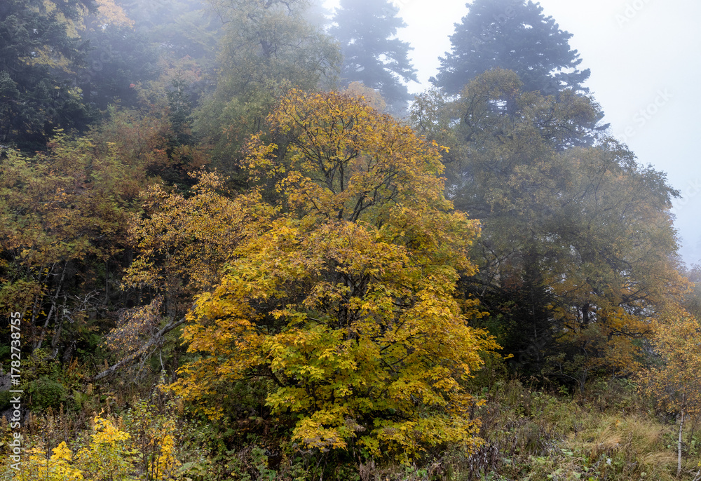 Fototapeta premium A fairy-tale autumn forest in a colorful outfit during the seasonal period of the year in the foothill area
