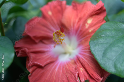 Fototapeta Naklejka Na Ścianę i Meble -  close-up of a hibiscus flower and leaves
