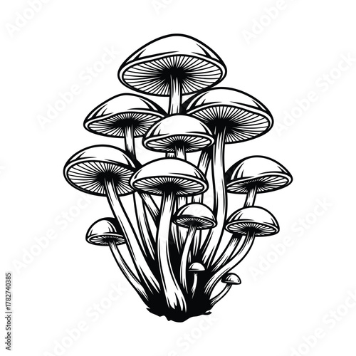 Cluster of mushrooms