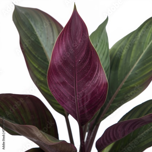 Deep Purple and Green Leaves of a Tropical Plant in Bright Light