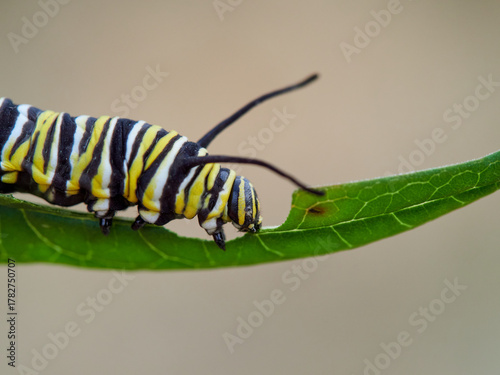 Cuadro en lienzo Monarch butterfly caterpillar Danaus plexippus on its host plant milkweed (genus