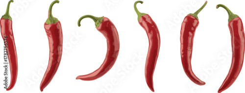 Red chili pepper vector set, spicy food illustration, fresh vegetables, hot peppers, cooking ingredients, isolated clipart, kitchen design asset