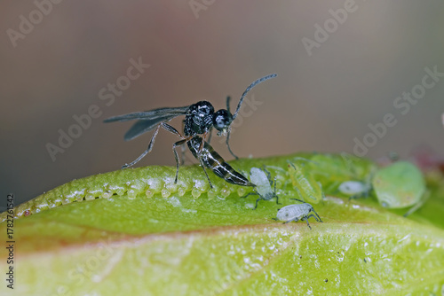 A tiny parasitic wasp lays an egg in the body of an aphid.