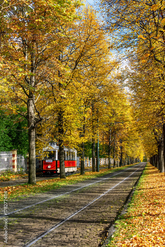 Vintage red tram passing through a tree-lined avenue in Prague surrounded by golden autumn leaves and warm sunlight.