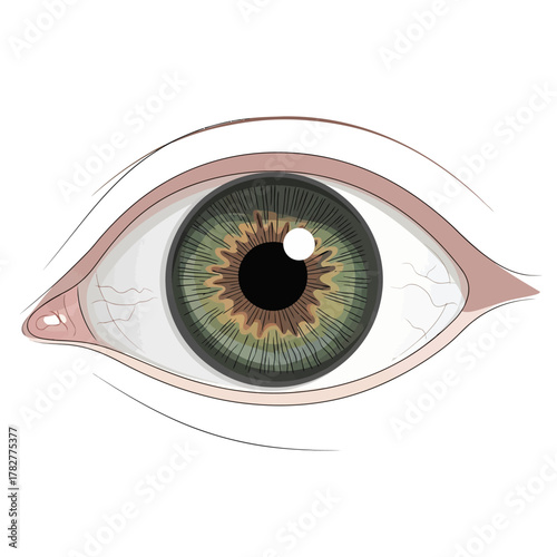Detailed Illustration of a Human Eye with Green Iris and Pupil. Vector Illustrations. EPS Editable
