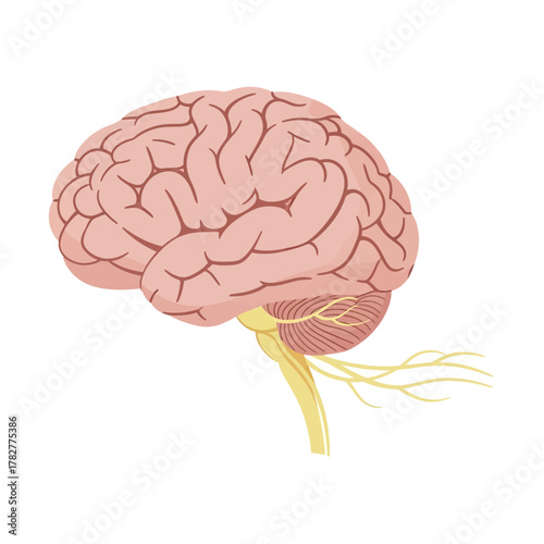 Detailed Illustration of the Human Brain and Brainstem. Vector Illustrations. EPS Editable