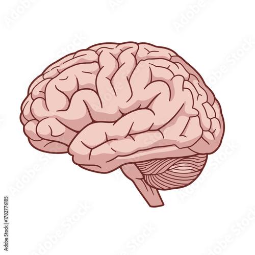 Illustration of a Human Brain with Detailed Lobes and Cerebellum. Vector Illustrations. EPS Editable
