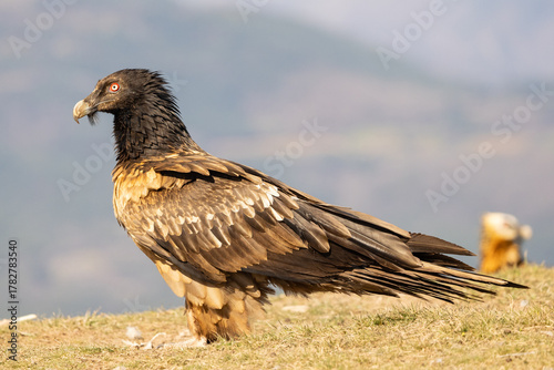 bearded vulture juvenile