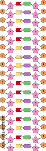 Simple diagram illustrating the structure of four base pairs in a DNA molecule. Section of the double helix with phosphate, deoxyribose and nitrogenous bases