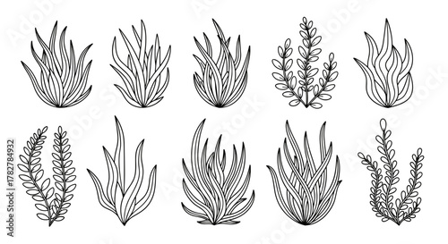 Hand drawn botanical illustration of seaweed and aquatic plants for design elements and decorative purposes