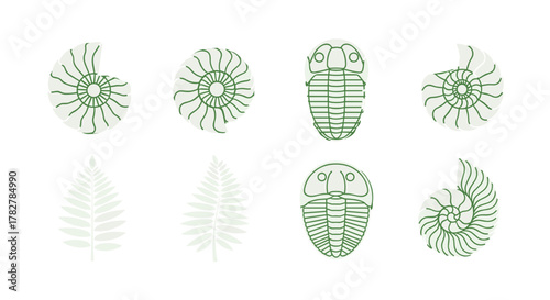 Explore ancient fossils: ammonites, trilobites, and fern fossils illustration for science education use