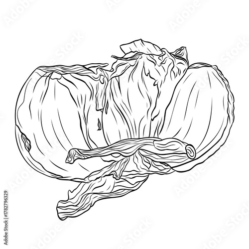 Monochrome botanical fragrant spice drawing of head of garlic isolated on white background. Graphic hand drawn ink black and white vector. Good for cooking, medicinal, tea, and garden beauty