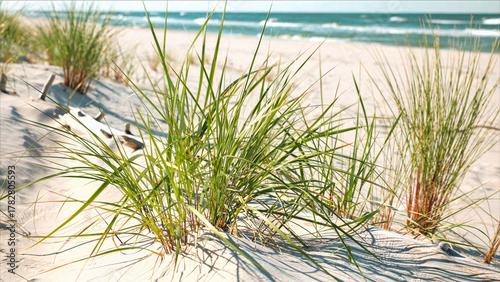 trawy porastające wydmy morskie wiejące na wietrze z widokiem na morski brzeg 
