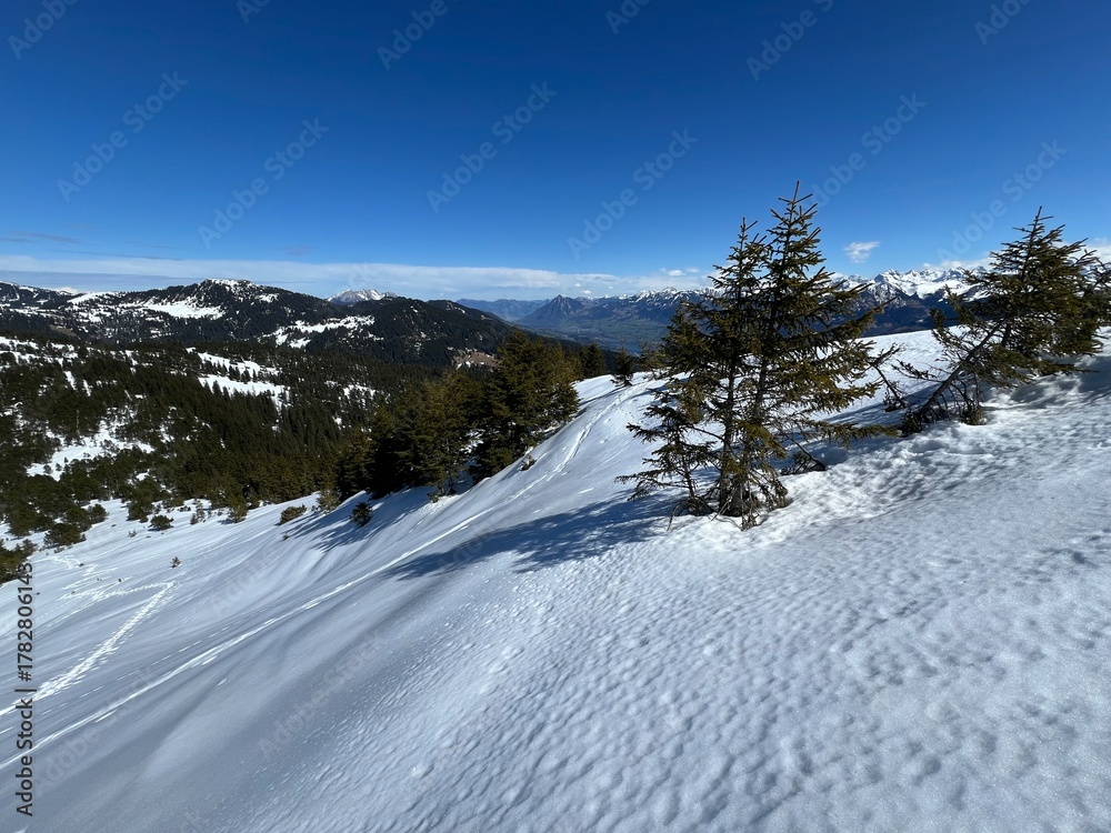 Fototapeta premium Evergreen forest with coniferous trees and alpine pastures in a winter environment of the Swiss Alps and UNESCO Biosphere Entlebuch, Switzerland - Immergrüner Nadelwald und Almwiesen