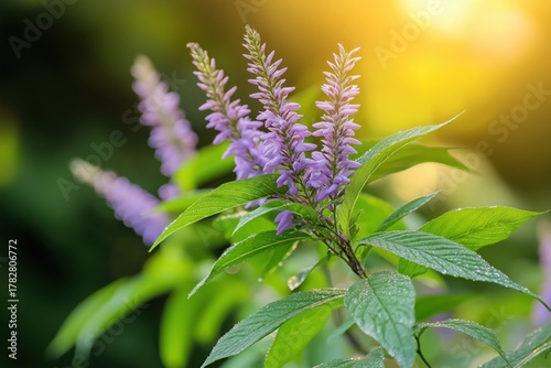 Beautiful close-up of a purple flowering plant with green leaves illuminated by warm sunlight, symbolizing summer growth and natural beauty.
