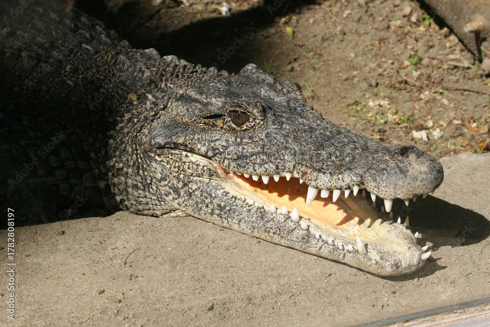 Fototapeta premium crocodile in the zoo