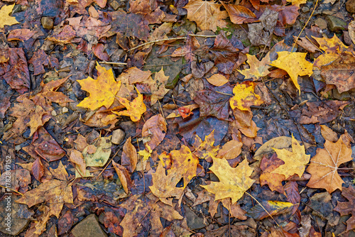 Wet autumn leaves on the ground