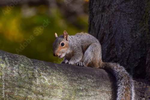A young grey squirrel sits on a tree branch in a park