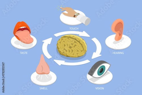 3D Isometric Flat Vector Illustration of Five Senses, Representing Human Senses and Their Connection to Brain