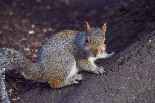 A young grey squirrel in a park