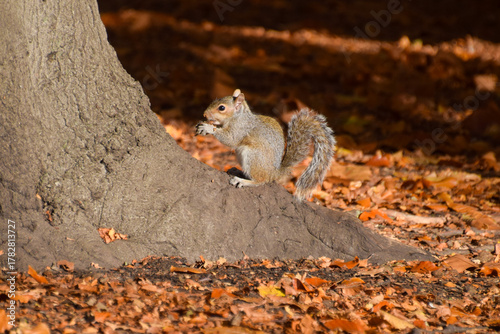 A young grey squirrel eats a nut in a park in autumn