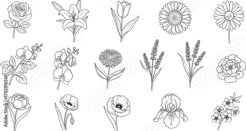 Collection of botanical sketches of flowers and plants isolated on white background