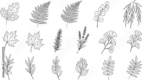 Collection of hand drawn botanical illustrations isolated on white background