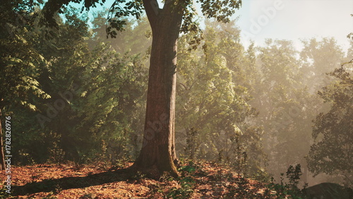 Photos A grand tree rises above a carpet of leaves, basking in soft sunlight