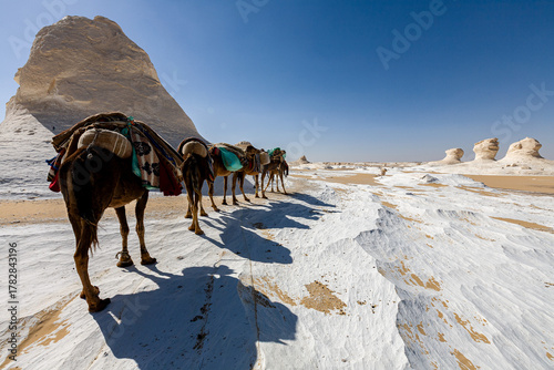 Caravane dans le désert Blanc, Égypte
